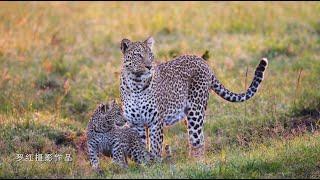 4K 馬賽馬拉的花豹母子 Leopard mother and child in Masai Mara｜非洲之行 Trip to Africa【攝影家羅紅】