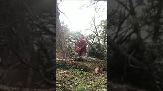 Tree cut revenge.