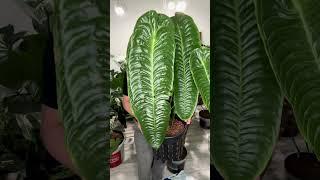 Anthurium Veitchii Wide Form: Mit beeindruckenden Wurzeln!