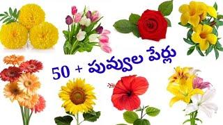 Flowers names / పువ్వుల పేర్లు /English to Telugu flowers names.