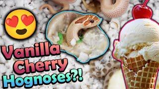 Fancy Baby Hognose Snakes Hatching!!