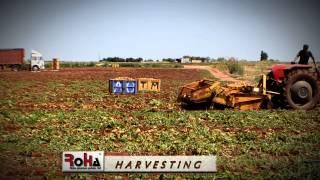 Roha Premium Potato Ltd - Harvesting