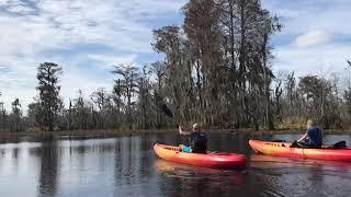 NEW ORLEANS KAYAK SWAMP TOURS - Keep the wildlife, WILD!