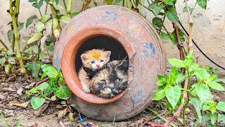 A tiny kitten saw curiously his first winter while his mother cat shielded him from icy wind.