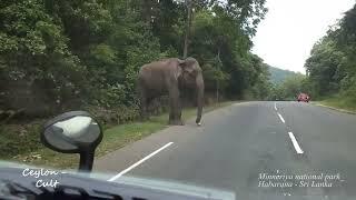 Minneriya National Park | Habarana