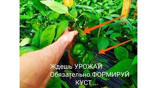 Как формировать перец.Как формировать или пасынковать  сладкий перец для СИЛЬНОГО УРОЖАЯ !