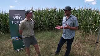 Basic Aspects of Corn Silage with Richardt Venter from AgSci Unlimited