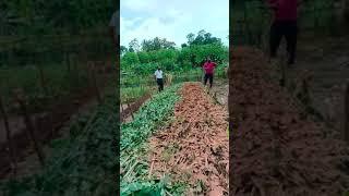 Organic Fertilizer Preparation | கரிம உர தயாரிப்பு