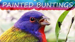 Watch the MOST Colorful Bird at Circle B Bar Reserve - Painted Buntings