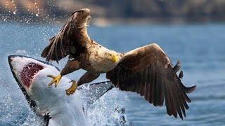 ¡IMPACTANTE! AGUILA Pescadora de TIBURONES  | Ataques de Águilas