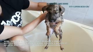 Групповое купание щенков из приюта вместе с волонтером в его квартире | bath puppies in the bathroom