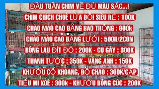 18/11/2024:bông lauchoè lửavành khuyênchào màocu gáytiểu mithanh tước, vàng anhmày đenmi đất