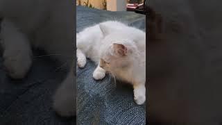 #animallover #petlover #animals #straycat