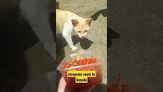 Straycats | Cats react to Kimchi |Fur and pets #shorts #cats #love #funny #kimchi #food #cat