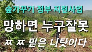 11만평 임야매매 임업후계자 정부지원 사업 결과는 ? 처참한 현장 돈 세월 잃고 몸버리고 빚만지는 귀산촌 귀농 임업인 안타까운 현장 재정비 포크레인 작업 참두릅 엄나무 농원 만들기