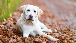 The Endearing Personality Traits of Labrador Retrievers