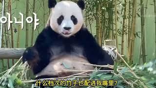 盘点乐宝的各种名场面 #panda #funny