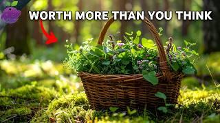 10 Common Weeds That Are Actually Expensive Superfoods (Growing in Your Yard Right Now!)