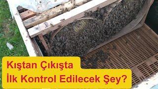 Kış Çıkışı İlk Neyi Kontrol Etmeliyiz? #arıcılık #beekeeping #bee #arı