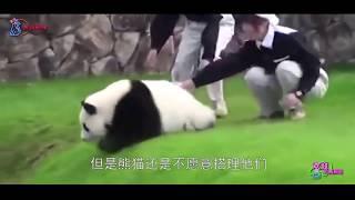 在国外的国宝熊猫无法无天，饲养员很无奈，镜头拍下搞笑全过程