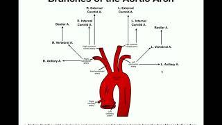 Anatomy | Branches of the Aortic Arch