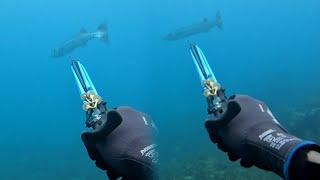 Monster Barracuda Takes Away My Spear | Sneak Attack In Dirty Waters | Must Watch