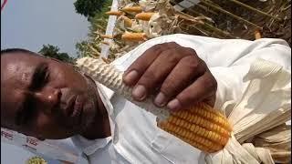 Kaveri Maize KMH8322