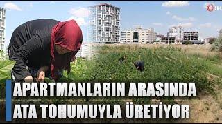 Çiftçi Apartmanların Arasında Ata Tohumuyla Üretiyor! "Toplayacak Kimse Yok" / AGRO TV HABER