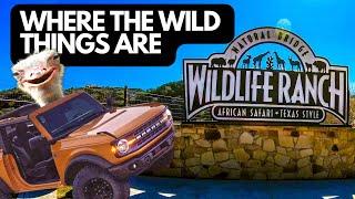 Visit NATURAL BRIDGE WILDLIFE RANCH Safari in San Antonio