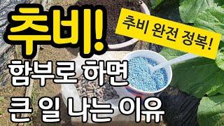 배추밭 추비 함부로 하면 큰 일 나는 이유 - 추비 완전정복