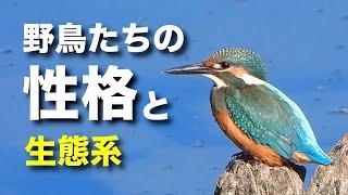 いろいろな野鳥の性格について解説します！