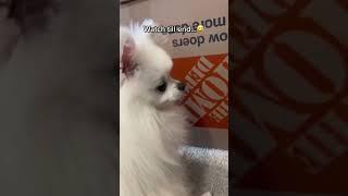 Turn a blind eye like... #dog #funny #puppy #trending #pet #love #viral #funnydog #shorts