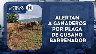 Alertan a ganaderos por plaga de gusano barrenador | Noticias Heraldo