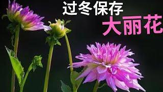 【种花】大丽花种这样保存过冬，比新买的更好。how to dig and store Dahlias.