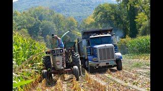 Harvesting corn