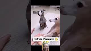 Aaj ke baad humlog nonveg nai kahenge #comedyshorts #funnydogsreaction #funnyvideo #funnyvideo