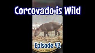 Episode 43 Corcovado is Wild!  Beach Hopping Around Golfo Dulce in Costa Rica