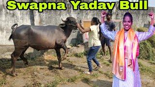 Swapna Yadav Lifting Bull | Swapna Yadav Bull | Swapna Yadav Sadar 2022 | Sadar Festival 2022