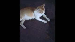 Dhoom:kartik baba#billi gana gaa rahi hai//cat singing and watching#shorts# viral shorts#