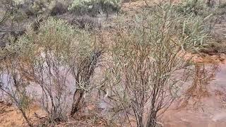 Part of the walk along the Farina Creek starting at the Farina campground, South Australia's Outback