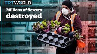 Millions of flowers destroyed every day in the Netherlands