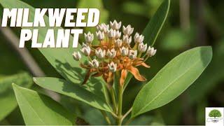 Milkweed Plants - TN Nursery