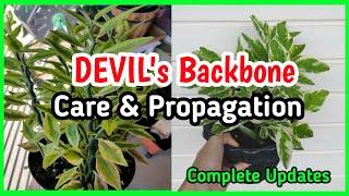 How to Propagate, Care & Tips for Devil's Backbone Plant With 100% Results