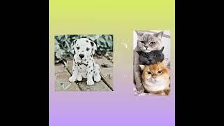 Choose one gift CAT VS DOG  #shorts  #chooseonegift #choosegifts #gift #chooseyourgift