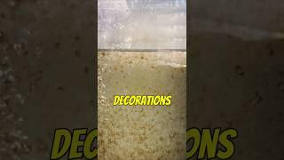 Get Rid of Diatom Algae Brown Algae in Your Aquarium #aquarium #fishtank #aquariums