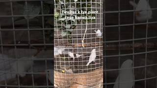 Birds plant cage | how to make birds cage at home