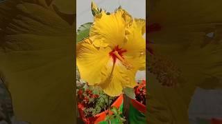 hibiscus flowering secrets tips#gardening #terracegarden #gardeningtips #ytshorts #shorts