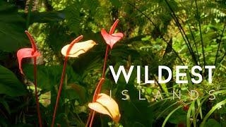 Caribbean: The Wild Side of Paradise