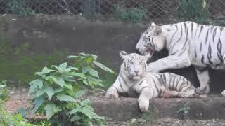 Nandankanan - Tiger Safari - Bhubaneswar - WHITE TIGER