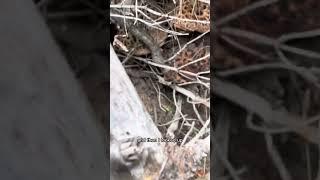 A good beginner foraging tip is to look underneath things like fallen logs, rocks, bushes for mushro